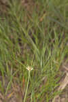 Ware's hairsedge